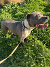 Valentina (Courtesy Post) -  - Adopt Me! - Photo 2