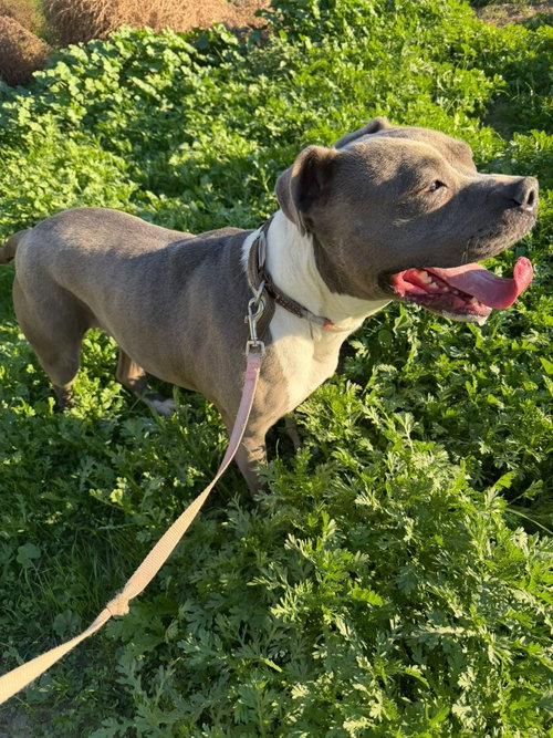 VALENTINA (COURTESY POST) -  - ADOPT ME! - American Staffordshire Terrier available for adoption