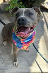 Valentina (Courtesy Post) -  - Adopt Me! - Photo 3