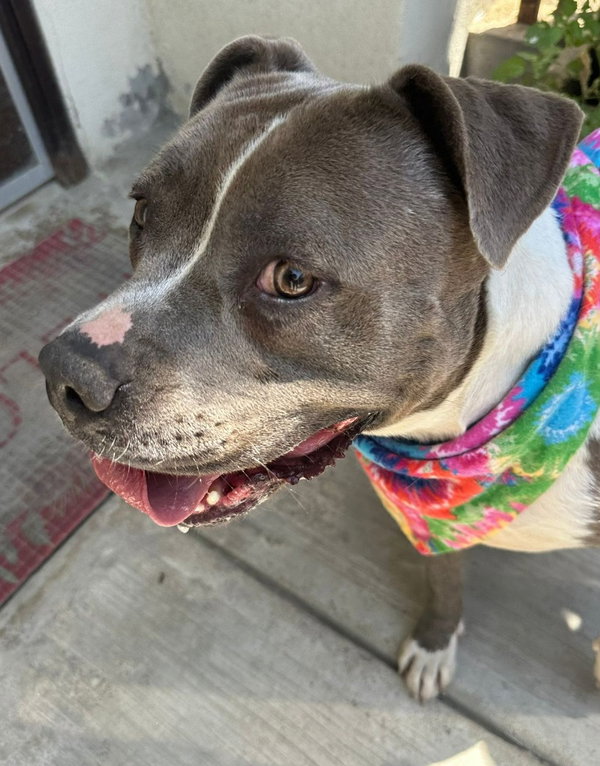 Valentina (Courtesy Post) -  - Adopt Me!