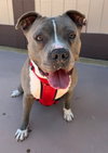 Valentina (Courtesy Post) - Adopt Me! - Photo 1