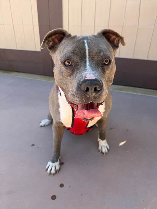 VALENTINA (COURTESY POST) - ADOPT ME! - American Staffordshire Terrier available for adoption