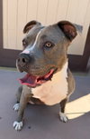 Valentina (Courtesy Post) - Adopt Me! - Photo 3