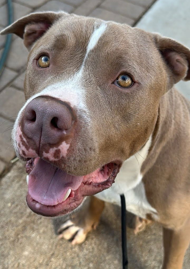 adoptable Dog in Lake Forest, CA named Copper - Adopt Me!