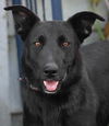 adoptable Dog in lake forest, CA named Amy March - Foster or Adopt Me!