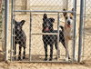 Amy March (Courtesy Post) - Foster or Adopt Me! - Photo 2