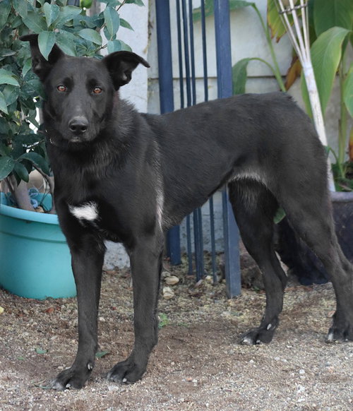 Amy March (Courtesy Post) - Foster or Adopt Me photo 3