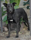Amy March (Courtesy Post) - Foster or Adopt Me! - Photo 4