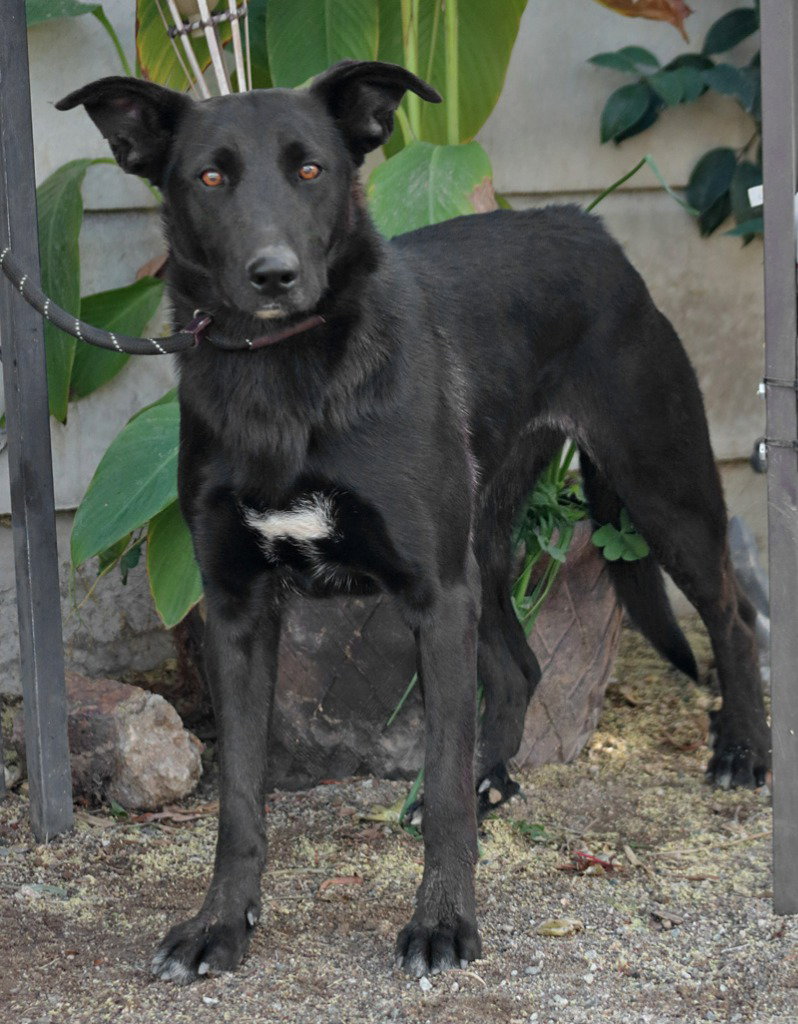 Amy March (Courtesy Post) - Foster or Adopt Me!
