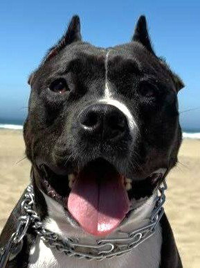 picture of the dog needing adoption