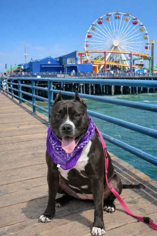 MAURA - ADOPT ME! - American Staffordshire Terrier available for adoption