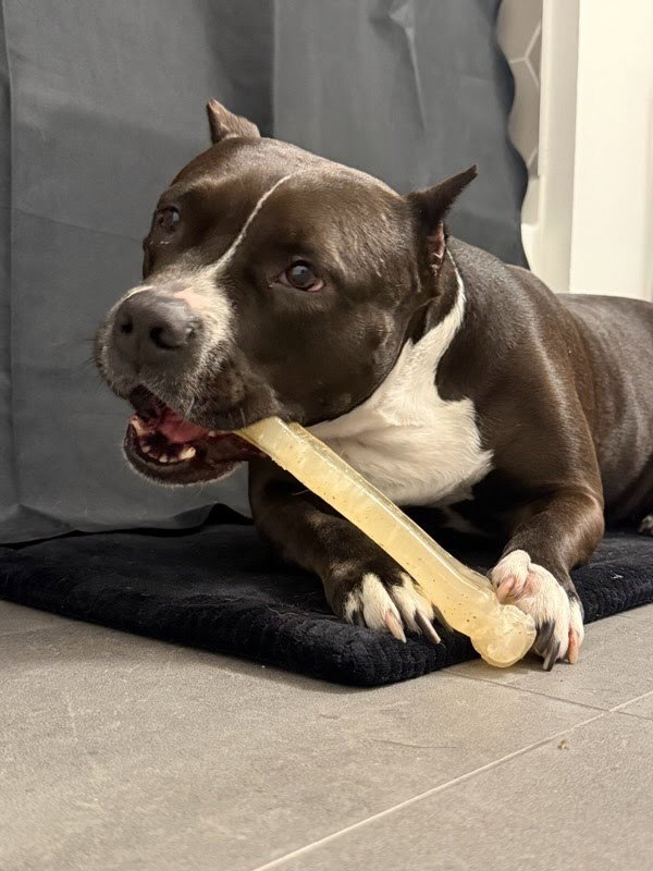 Rosie - Adopt Me!