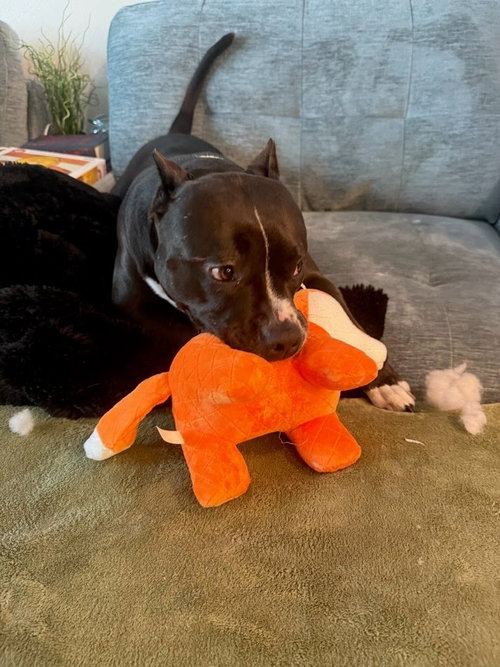 ROSIE - ADOPT ME! - American Staffordshire Terrier available for adoption