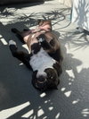 Rosie - Adopt Me! - Photo 3