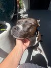 Rosie - Adopt Me! - Photo 4