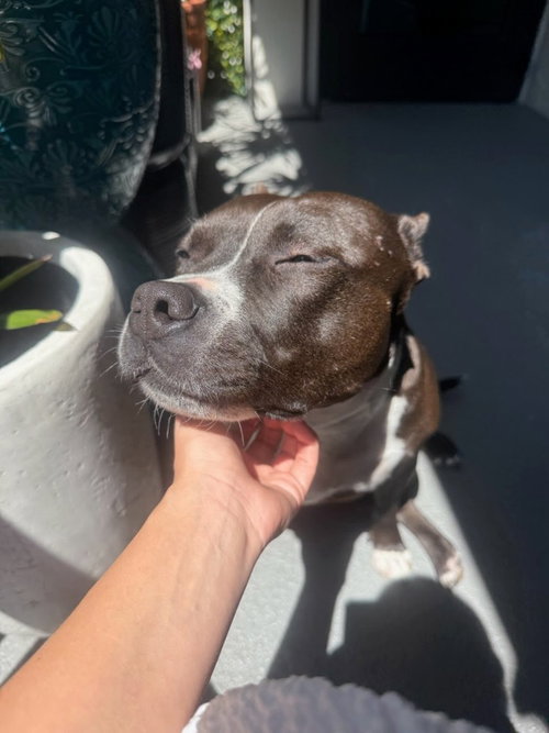 Rosie - Adopt Me photo 4