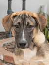 adoptable Dog in  named Hayden - Foster or Adopt Me!
