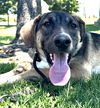 adoptable Dog in Lake Forest, CA named Hayden - Foster or Adopt Me!