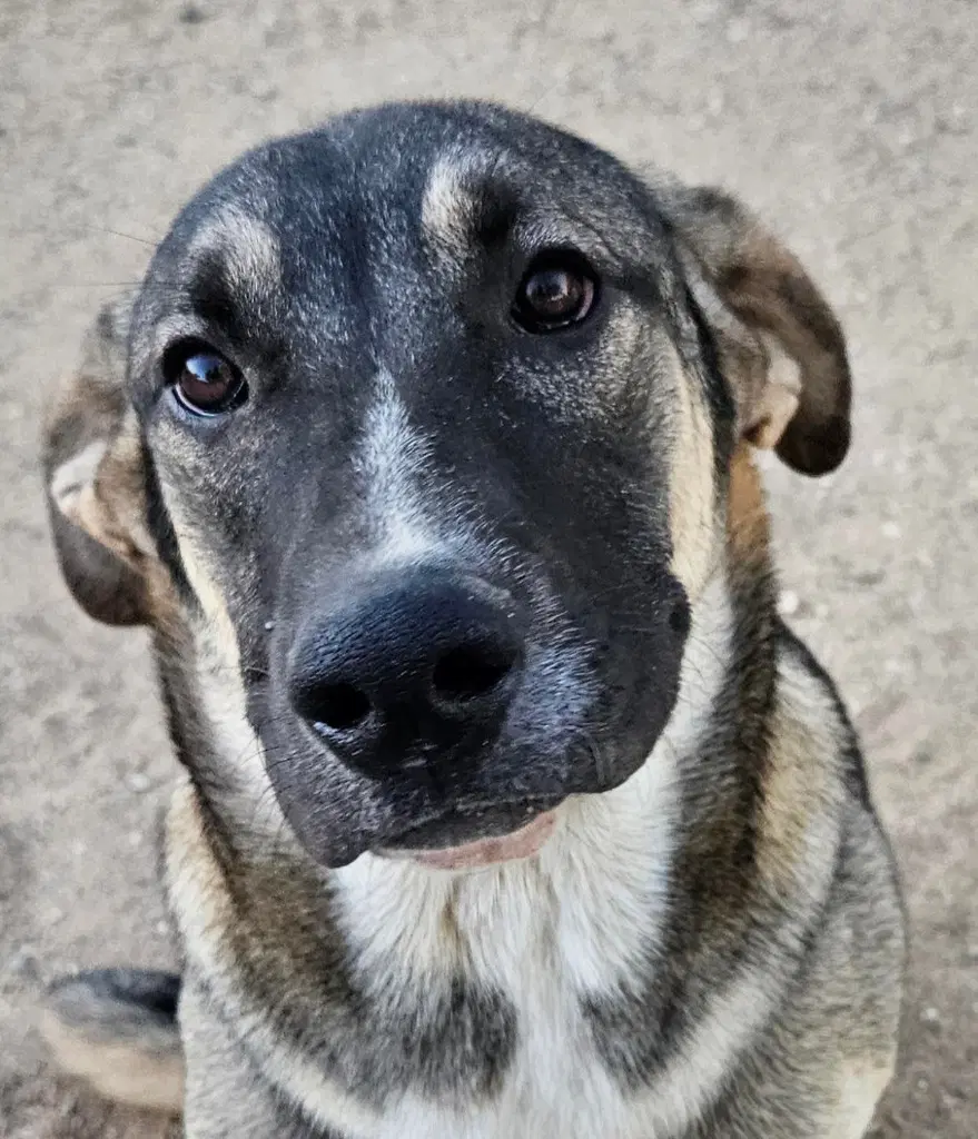 Hayden Courtesy Post - Foster Or Adopt Me - Shepherd