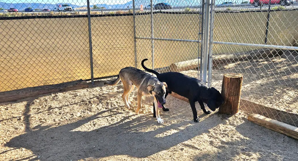 Hayden Courtesy Post - Foster Or Adopt Me image 3