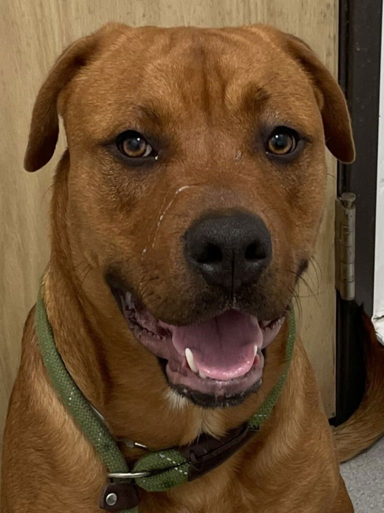 adoptable Dog in Lake Forest, CA named Ollie (Courtesy Post) Foster or Adopt Me!