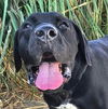 adoptable Dog in Lake Forest, CA named Dudley-Special Needs - Foster or Adopt Me!
