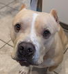 adoptable Dog in  named Duke (Courtesy Post)