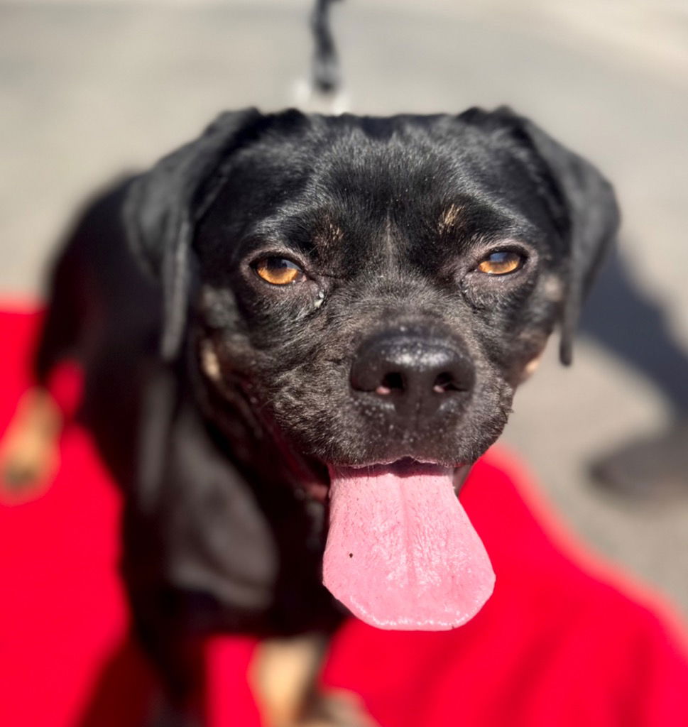 adoptable Dog in Lake Forest, CA named Chloe - Adopt Me!