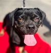 adoptable Dog in lake forest, CA named Chloe - Adopt Me!