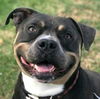 adoptable Dog in lake forest, CA named Boris - Foster or Adopt Me!63