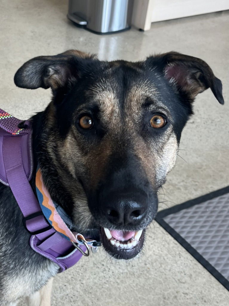 adoptable Dog in Lake Forest, CA named Honey (Courtesy Post)