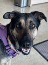 adoptable Dog in  named Honey (Courtesy Post)