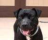 adoptable Dog in Lake Forest, CA named Epic - Adopt me!