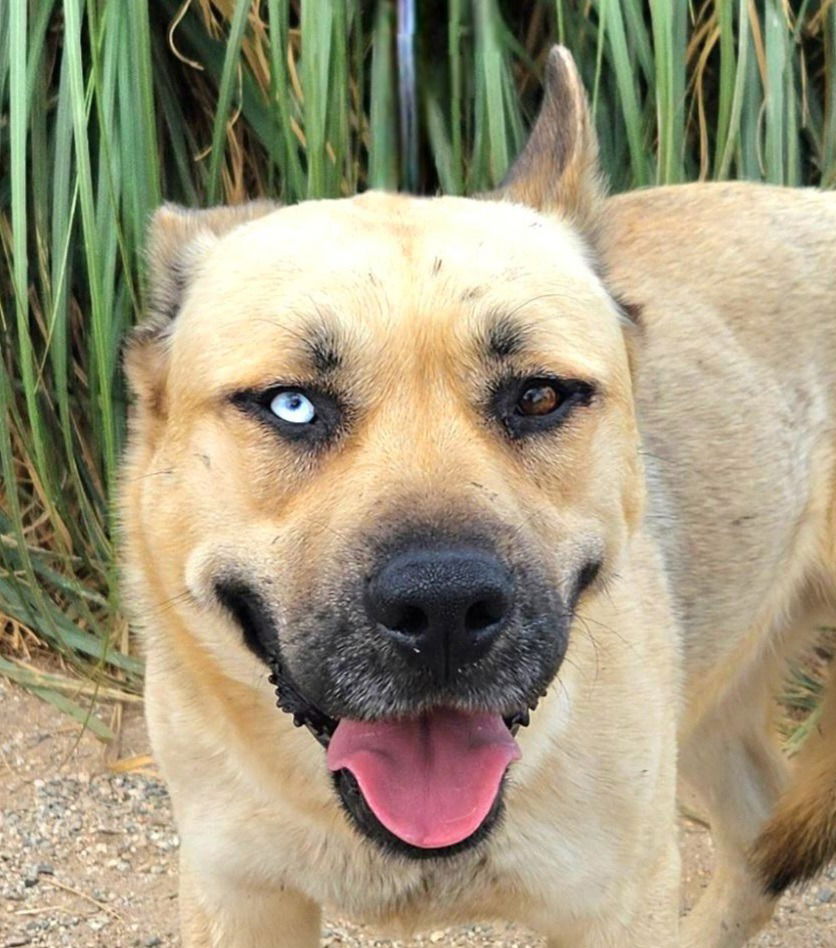 adoptable Dog in Lake Forest, CA named Kai - Foster or Adopt Me!