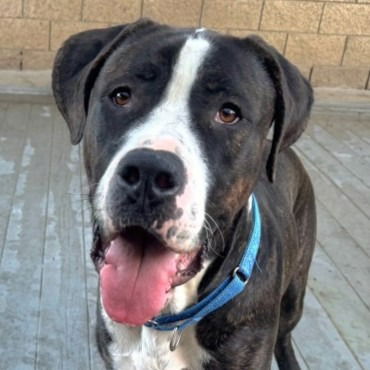 adoptable Dog in Lake Forest, CA named Moose - Courtesy Post