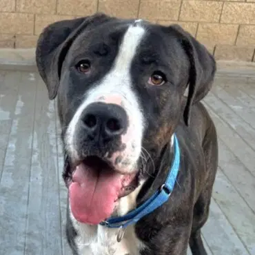 Moose Courtesy Post - Adopt Me - Mastiff