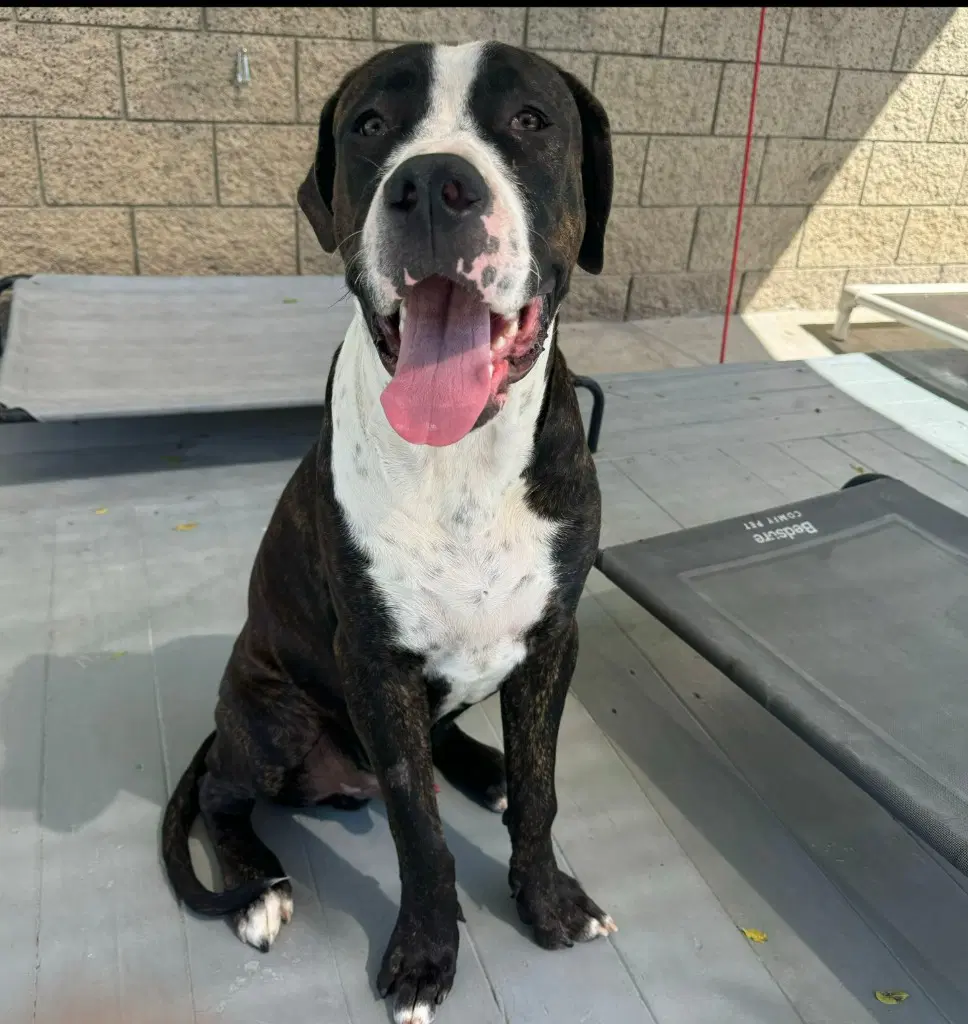 Moose Courtesy Post - Adopt Me image 2