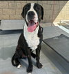 Moose (Courtesy Post) - Adopt Me! - Photo 2
