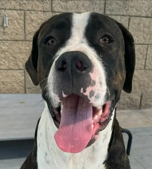 Moose Courtesy Post - Adopt Me image 3