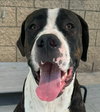 Moose (Courtesy Post) - Adopt Me! - Photo 3