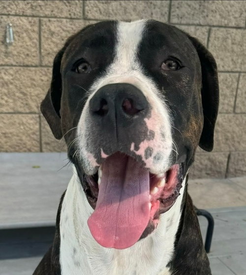 Moose (Courtesy Post) - Adopt Me photo 3