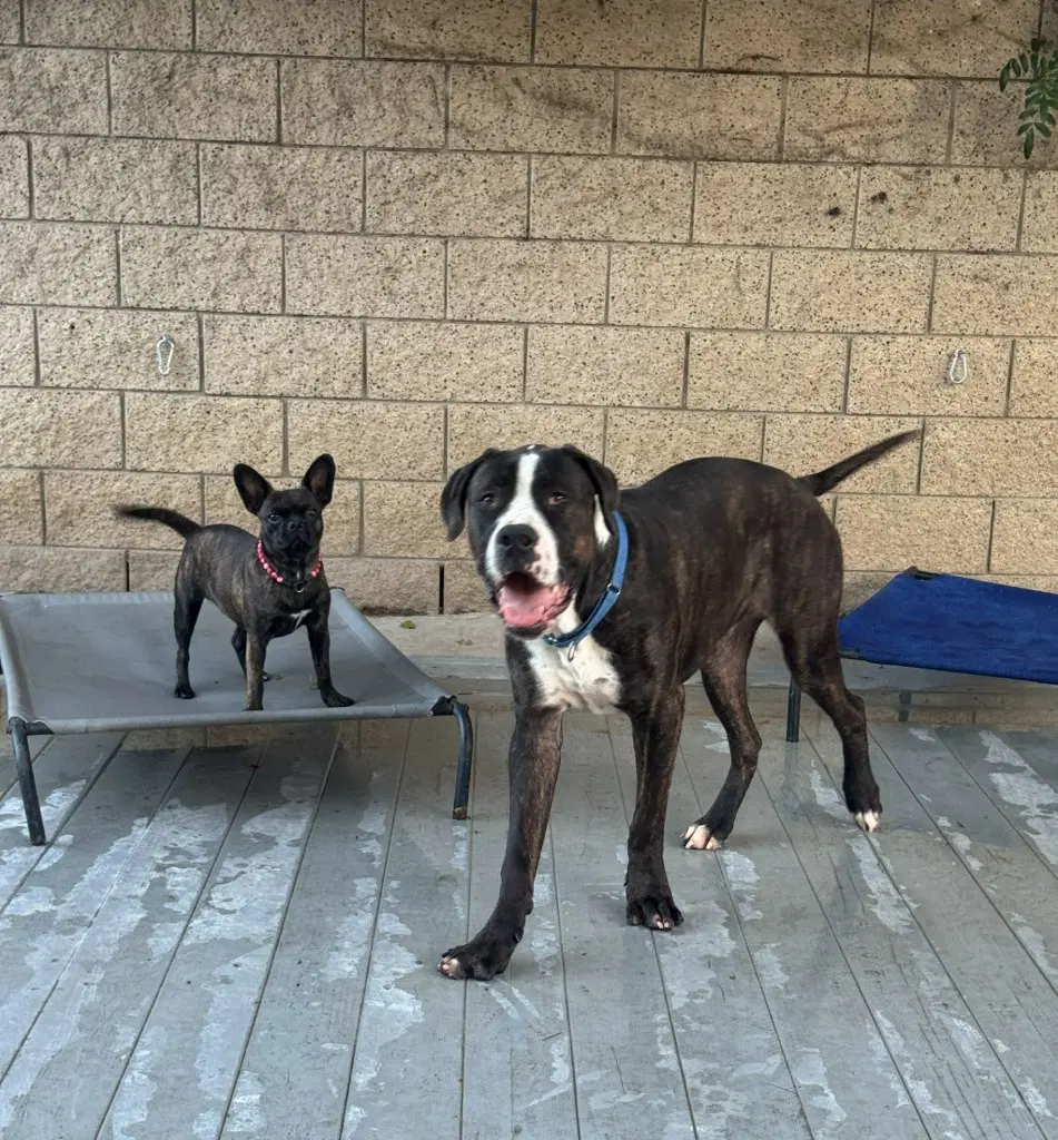 Moose Courtesy Post - Adopt Me image 4