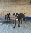 Moose (Courtesy Post) - Adopt Me! - Photo 4