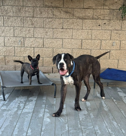 Moose (Courtesy Post) - Adopt Me photo 4