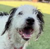 adoptable Dog in lake forest, CA named Bruno - Adopt Me!