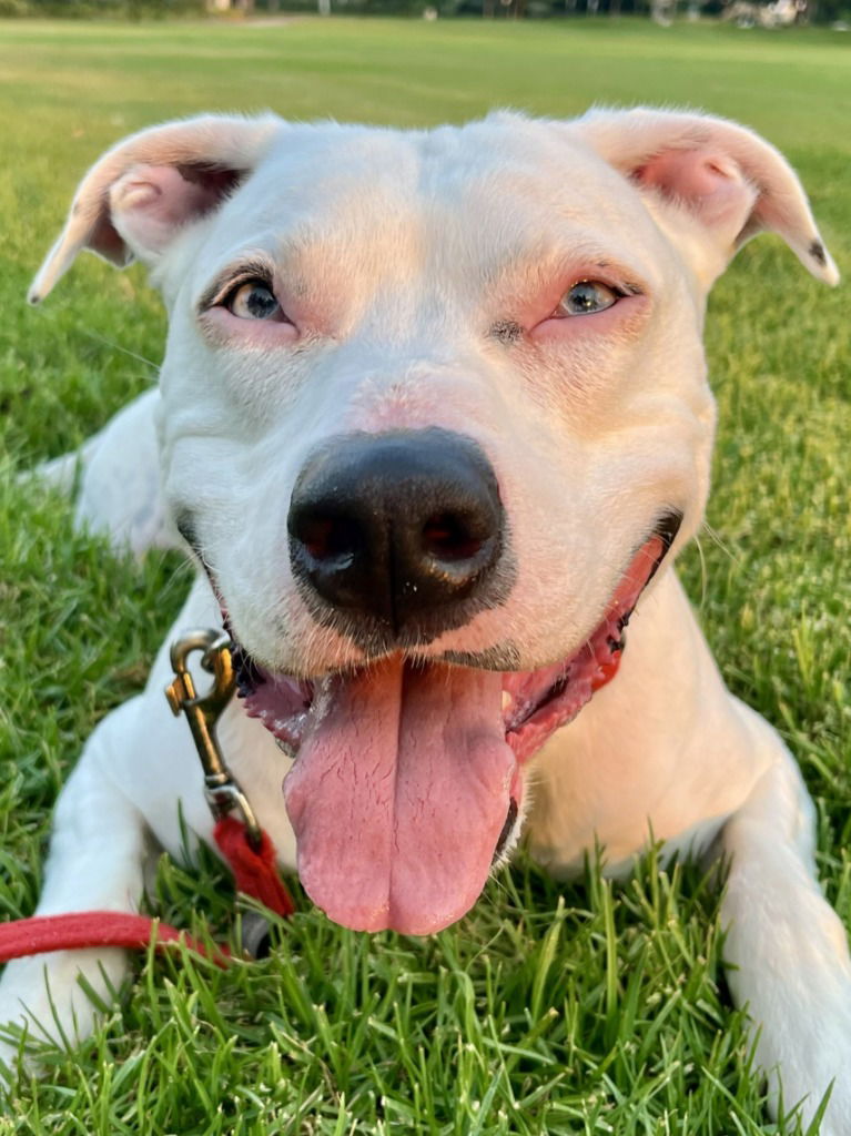 adoptable Dog in Lake Forest, CA named King - Special Needs Courtesy Post