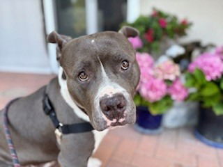 adoptable Dog in Lake Forest, CA named Hank - Courtesy Post