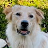 adoptable Dog in lake forest, CA named Charlie - Adopt Me!