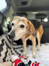 adoptable Dog in lake forest, CA named Camille - Adopt Me!