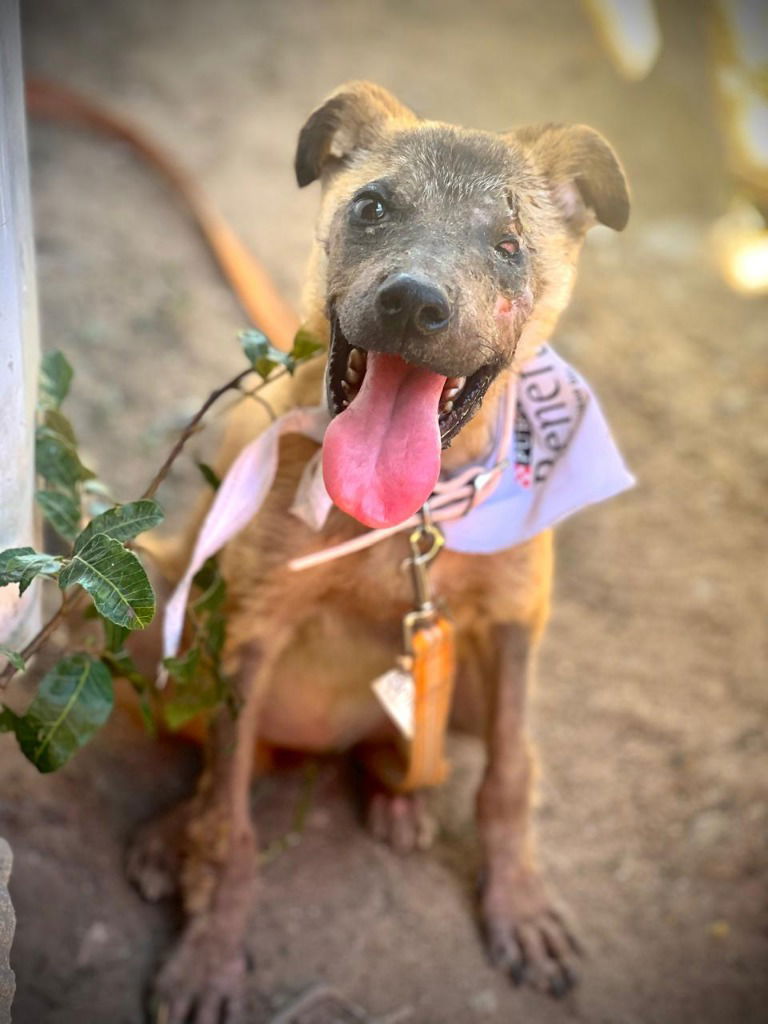 adoptable Dog in Lake Forest, CA named Evee - Adopt Me